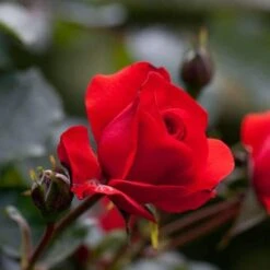 Rosa Trumpeter - Floribunda Shrub Rose -Eco Nest Store Rosa Trumpeter 5