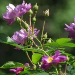 Rosa Veilchenblau - Rambling Rose -Eco Nest Store Rosa Veilchenblau 2