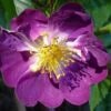Rosa Veilchenblau - Rambling Rose