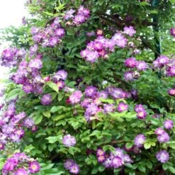 Rosa Veilchenblau - Rambling Rose -Eco Nest Store Rosa Veilchenblau 4