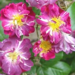 Rosa Veilchenblau - Rambling Rose -Eco Nest Store Rosa Veilchenblau X