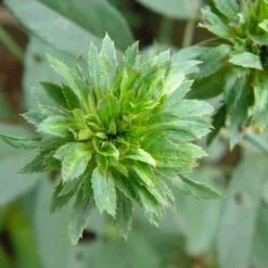 Rosa Viridiflora -Eco Nest Store Rosa Viridiflora 2