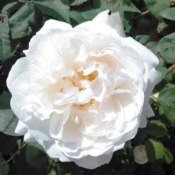 Rosa Auscat (Winchester Cathedral)- David Austin Shrub Rose -Eco Nest Store Rosa Winchester Cathedral 6