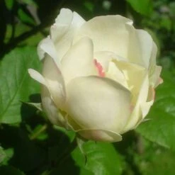 Rosa Auscat (Winchester Cathedral)- David Austin Shrub Rose -Eco Nest Store Rosa Winchester Cathedral 7