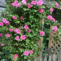 Rosa Zéphirine Drouhin - Climbing Rose -Eco Nest Store Rosa Zephirine Drouhin 2