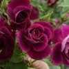 Rosa Burgundy Ice - Floribunda Shrub Rose -Eco Nest Store Rosa burgundy ice X