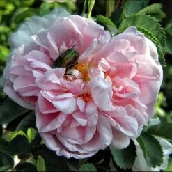 Rosa Centifolia - Old Shrub Rose -Eco Nest Store Rosa centifolia X