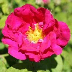 Rosa Gallica Officinalis - Old Shrub Rose -Eco Nest Store Rosa gallica OfficinalisX