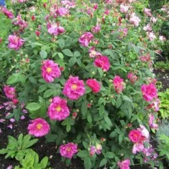 Rosa Gallica Officinalis - Old Shrub Rose -Eco Nest Store Rosa gallica Officinalis 2 X