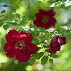 Rosa Moyesii Geranium -Shrub Rose -Eco Nest Store Rosa moyesii geranium 3