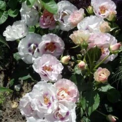 Rosa Persica Eyes For You -Eco Nest Store Rosa persica Eyes for You 01