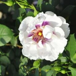 Rosa Persica Eyes For You -Eco Nest Store Rosa persica Eyes for You 02