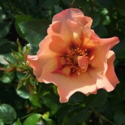 Rosa Persica Persian Sun -Eco Nest Store Rosa persica Persian Sun 03