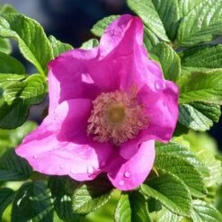 Rosa Rugosa Scabrosa 11 Rosa Rugosa Scabrosa -Eco Nest Store Rosa scabrosa 4