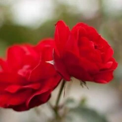 Rosa Trumpeter - Floribunda Shrub Rose -Eco Nest Store Rosa trumpeter 6