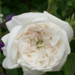 Rosa Madame Hardy - Old Shrub Rose -Eco Nest Store Rosadamascena MmeHardy 1