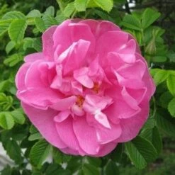 Rosa Jens Munk - Rugosa Rose -Eco Nest Store RosajensMunkNo3