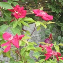 Rosa Odorata Bengal Crimson 5 Rosa Odorata Bengal Crimson -Eco Nest Store RosaodorataBengalCrimsonNo2