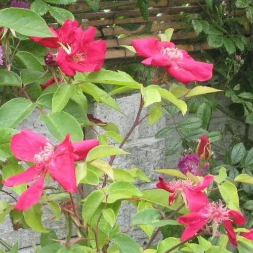 Rosa Odorata Bengal Crimson 4 Rosa Odorata Bengal Crimson - Image 2