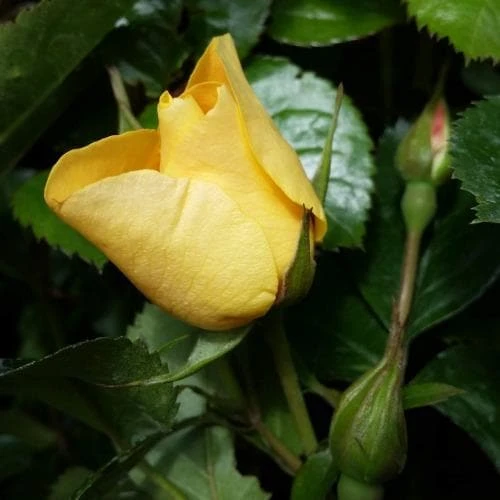 Rosa Persica Eye Of The Tiger 4 Rosa Persica Eye Of The Tiger - Image 2