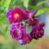 Rosa Purple Skyliner - Rambling Rose -Eco Nest Store RosapurpleSkylinerNo2