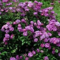 Rosa Purple Skyliner - Rambling Rose -Eco Nest Store RosapurpleSkylinerNo3