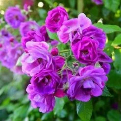 Rosa Purple Skyliner - Rambling Rose -Eco Nest Store RosapurpleSkylinerNo4