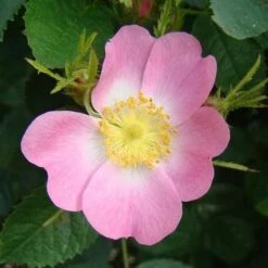 Rosa X Hibernica - Wild Shrub Rose -Eco Nest Store RosaxHibernicaNo3