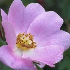 Rosa X Hibernica - Wild Shrub Rose -Eco Nest Store RosaxHibernicaNo4