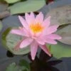 Nymphaea Rose Arey -Eco Nest Store RoseArey