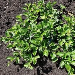 Salix Nakamurana Var. Yezoalpina -Eco Nest Store Salix nakamurana 05