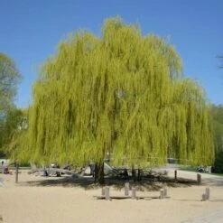Salix Alba Tristis - Golden Weeping Willow -Eco Nest Store Salix alba Tristis