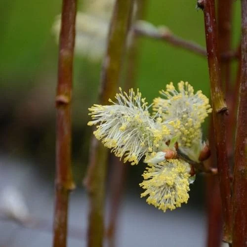 Salix Caprea Kilmarnock - Kilmarnock Weeping Willow 6 Salix Caprea Kilmarnock - Kilmarnock Weeping Willow - Image 4