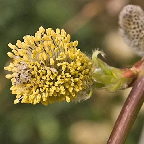 Salix Caprea Kilmarnock - Kilmarnock Weeping Willow 4 Salix Caprea Kilmarnock - Kilmarnock Weeping Willow - Image 2
