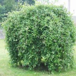 Salix Caprea Kilmarnock - Kilmarnock Weeping Willow 8 Salix Caprea Kilmarnock - Kilmarnock Weeping Willow -Eco Nest Store Salix caprea Kilmarnock 5