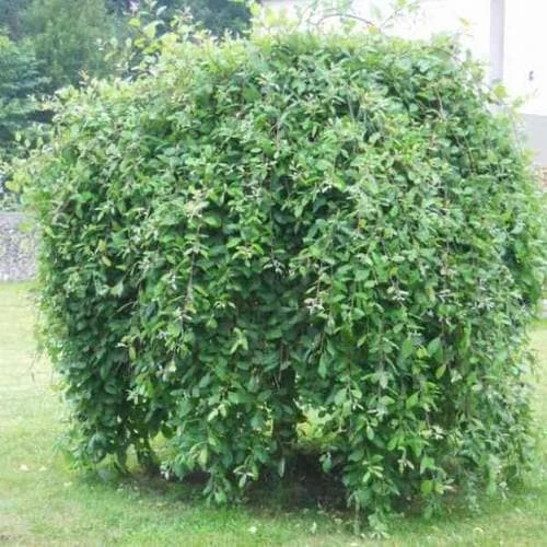 Salix Caprea Kilmarnock - Kilmarnock Weeping Willow 5 Salix Caprea Kilmarnock - Kilmarnock Weeping Willow - Image 3