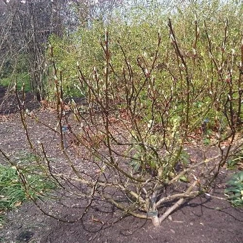 Salix Fargesii 4 Salix Fargesii - Image 2