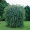 Salix Purpurea Pendula 1 Salix Purpurea Pendula -Eco Nest Store Salix purpurea Pendula 47274dbc dec2 4fe1 aebb 96a9e1fb6f49