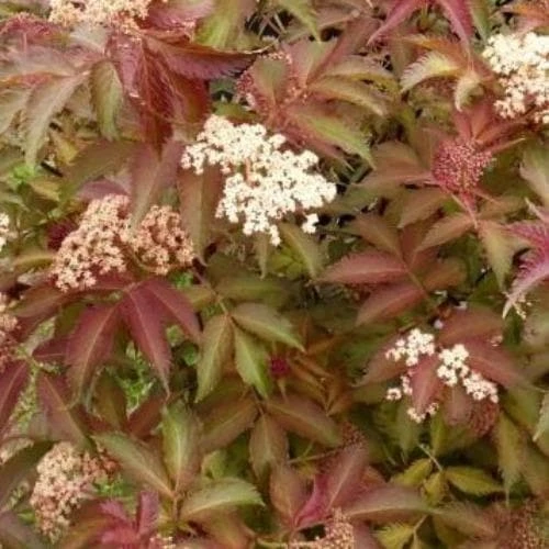 Sambucus Nigra Serenade 3 Sambucus Nigra Serenade