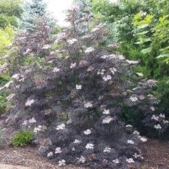 Sambucus Nigra Black Beauty (Gerda) 12 Sambucus Nigra Black Beauty (Gerda) -Eco Nest Store Sambucus Black Beauty02