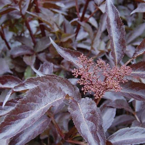Sambucus Nigra Black Beauty (Gerda) 4 Sambucus Nigra Black Beauty (Gerda) - Image 2