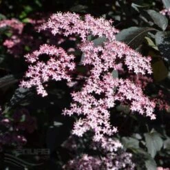 Sambucus Nigra Black Beauty (Gerda) 11 Sambucus Nigra Black Beauty (Gerda) -Eco Nest Store Sambucus Black Beauty04