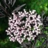 Sambucus Nigra Black Lace (Eva)