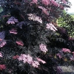 Sambucus Nigra Black Lace (Eva) -Eco Nest Store Sambucus nigra Black Lace 04