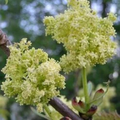 Sambucus Racemosa Plumosa Aurea 8 Sambucus Racemosa Plumosa Aurea -Eco Nest Store Sambucus racemosa Plumosa Aurea 02