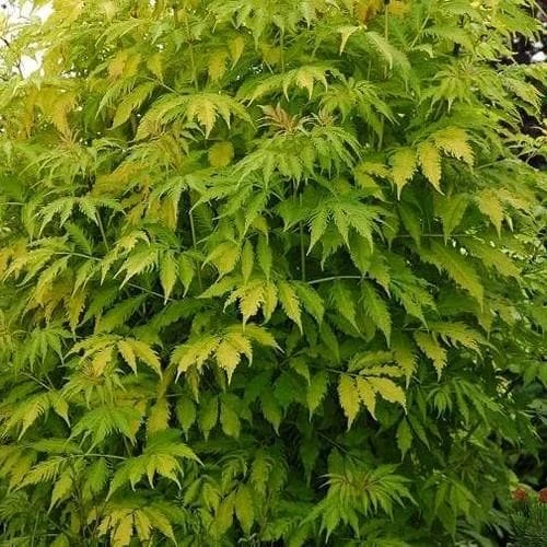 Sambucus Racemosa Plumosa Aurea 3 Sambucus Racemosa Plumosa Aurea