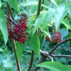 Sambucus Racemosa Plumosa Aurea 9 Sambucus Racemosa Plumosa Aurea -Eco Nest Store Sambucus racemosa Plumosa Aurea 04
