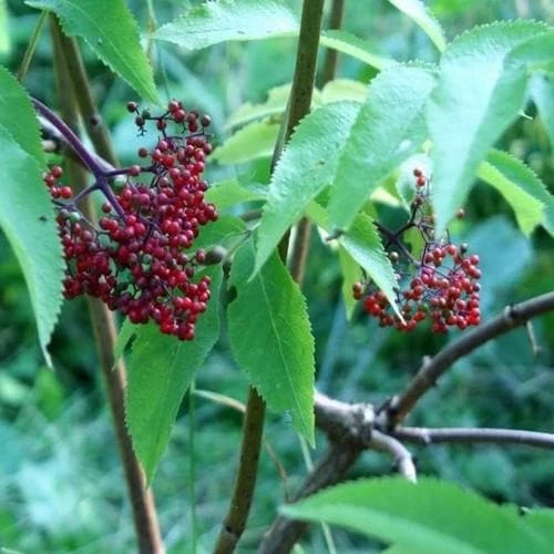 Sambucus Racemosa Plumosa Aurea 6 Sambucus Racemosa Plumosa Aurea - Image 4