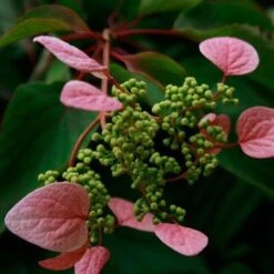 Schizophragma Hydrangeoides Roseum -Eco Nest Store Schizophragma hydrangeoides Roseum 01