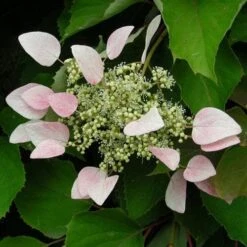 Schizophragma Hydrangeoides Roseum -Eco Nest Store Schizophragma hydrangeoides Roseum 04